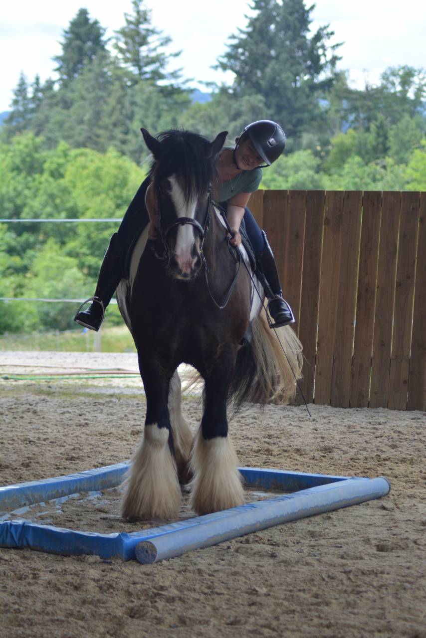 Gelding Cob For sale 2021 Coloured