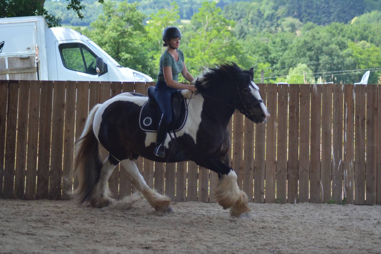 Gelding Cob For sale 2021 Coloured