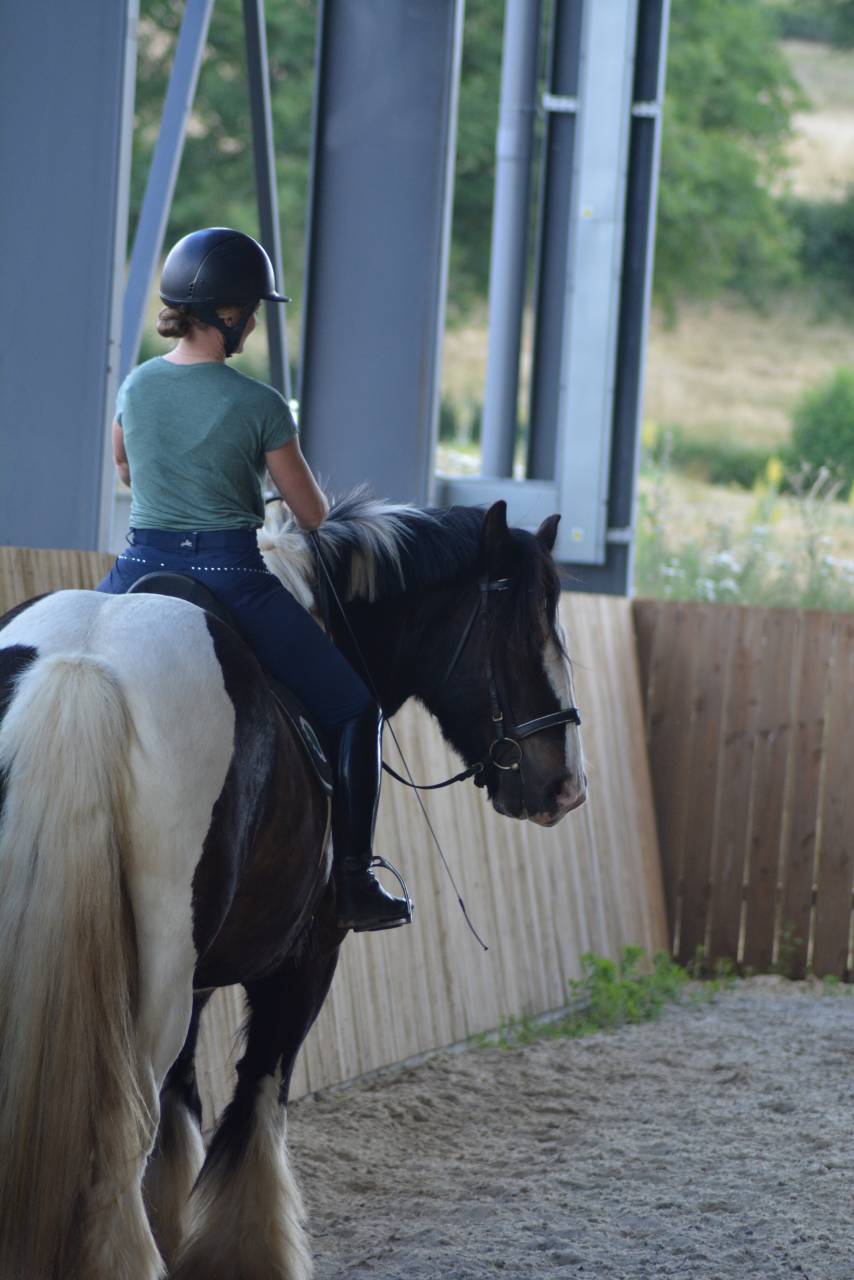 Gelding Cob For sale 2021 Coloured