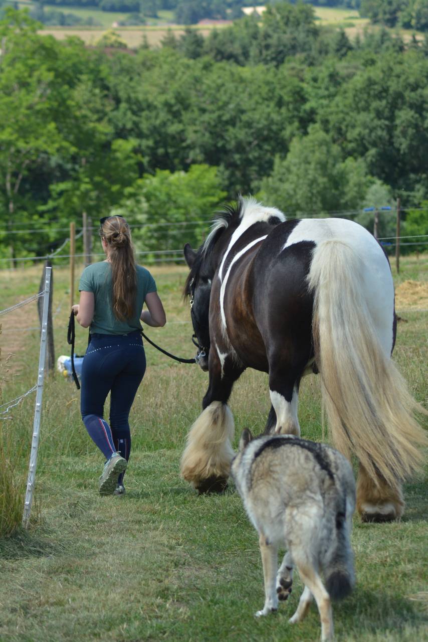 Gelding Cob For sale 2021 Coloured