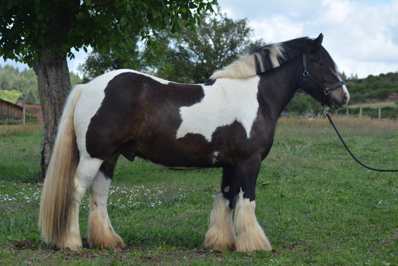 Gelding Cob For sale 2021 Coloured