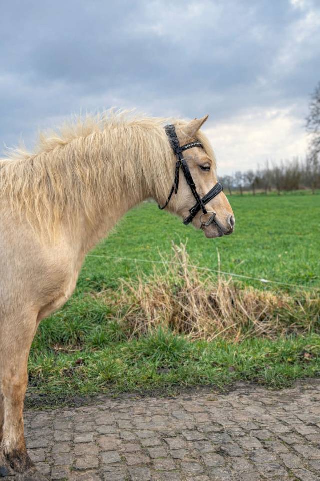 Filly Connemara For sale 2024 Palomino