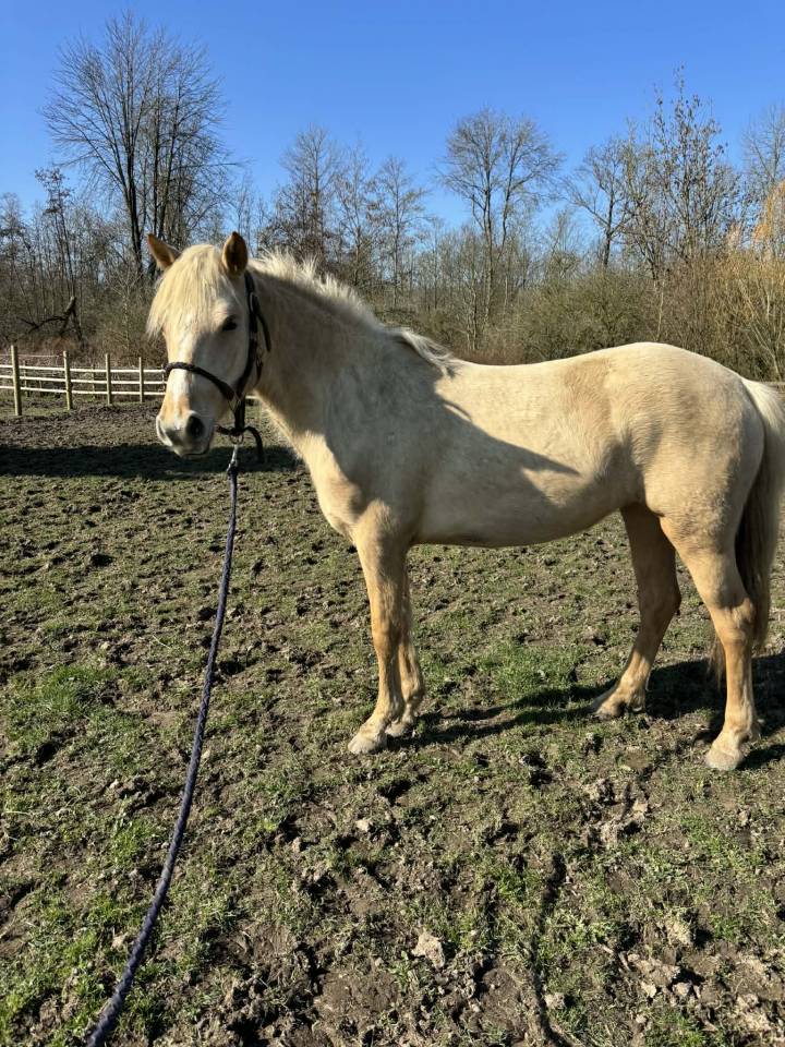 Filly Connemara For sale 2024 Palomino