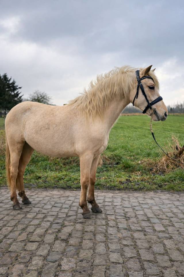 Filly Connemara For sale 2024 Palomino