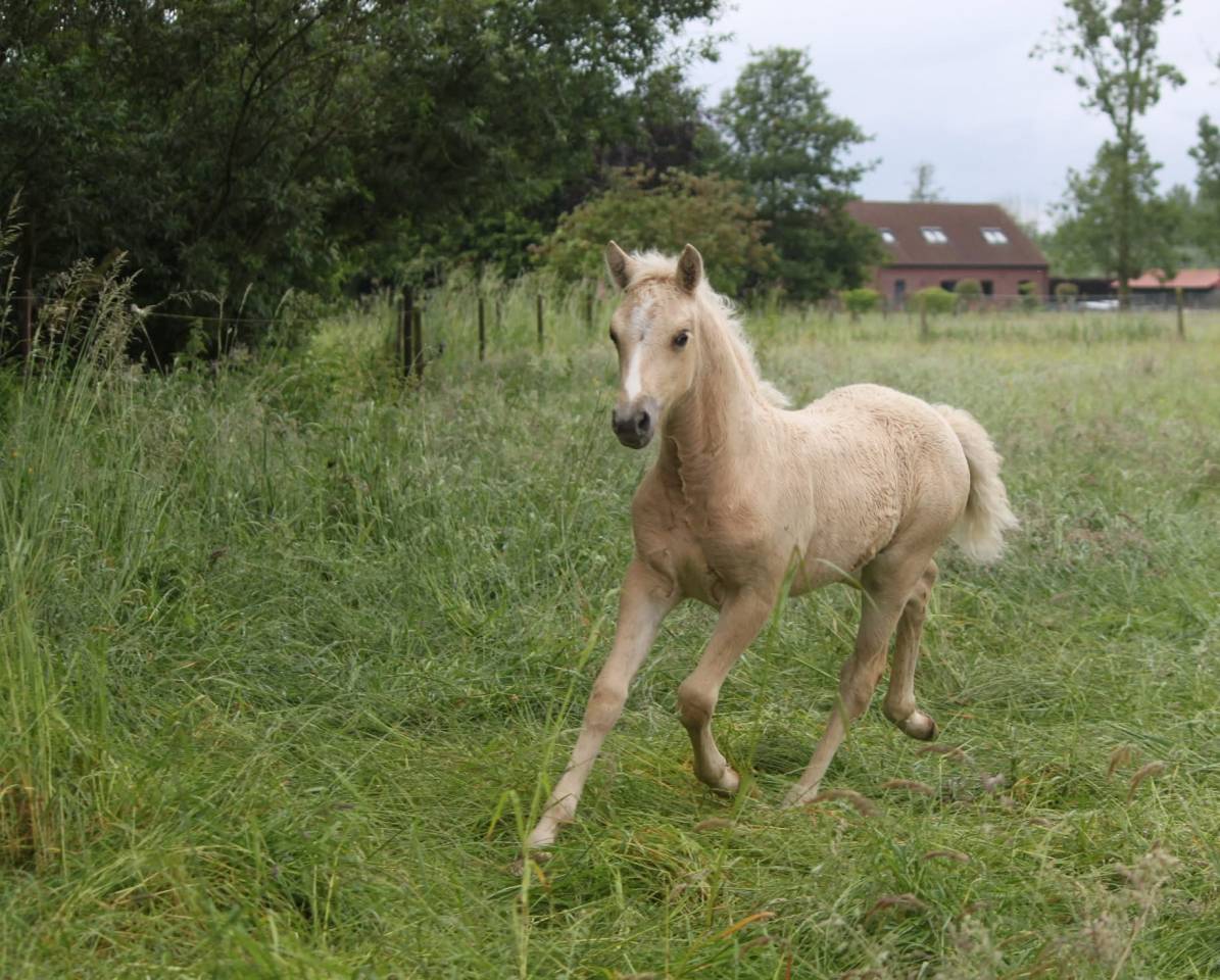 Filly Connemara For sale 2024 Palomino