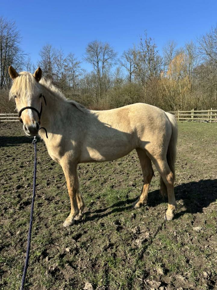 Filly Connemara For sale 2024 Palomino