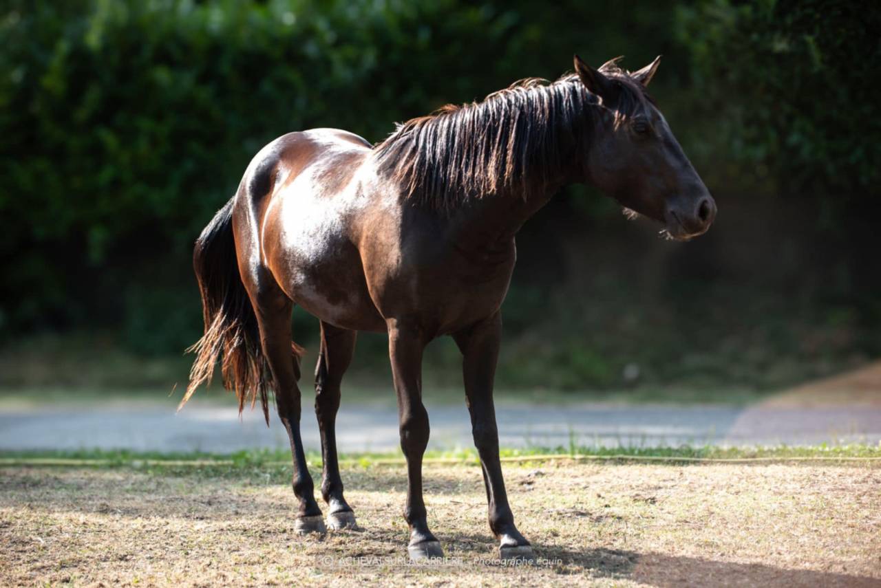Mare French Saddle Pony For sale 2022 Black