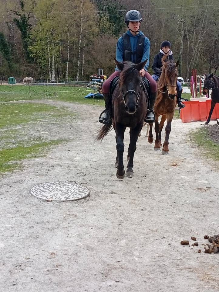 Mare French Saddle Pony For sale 2022 Black