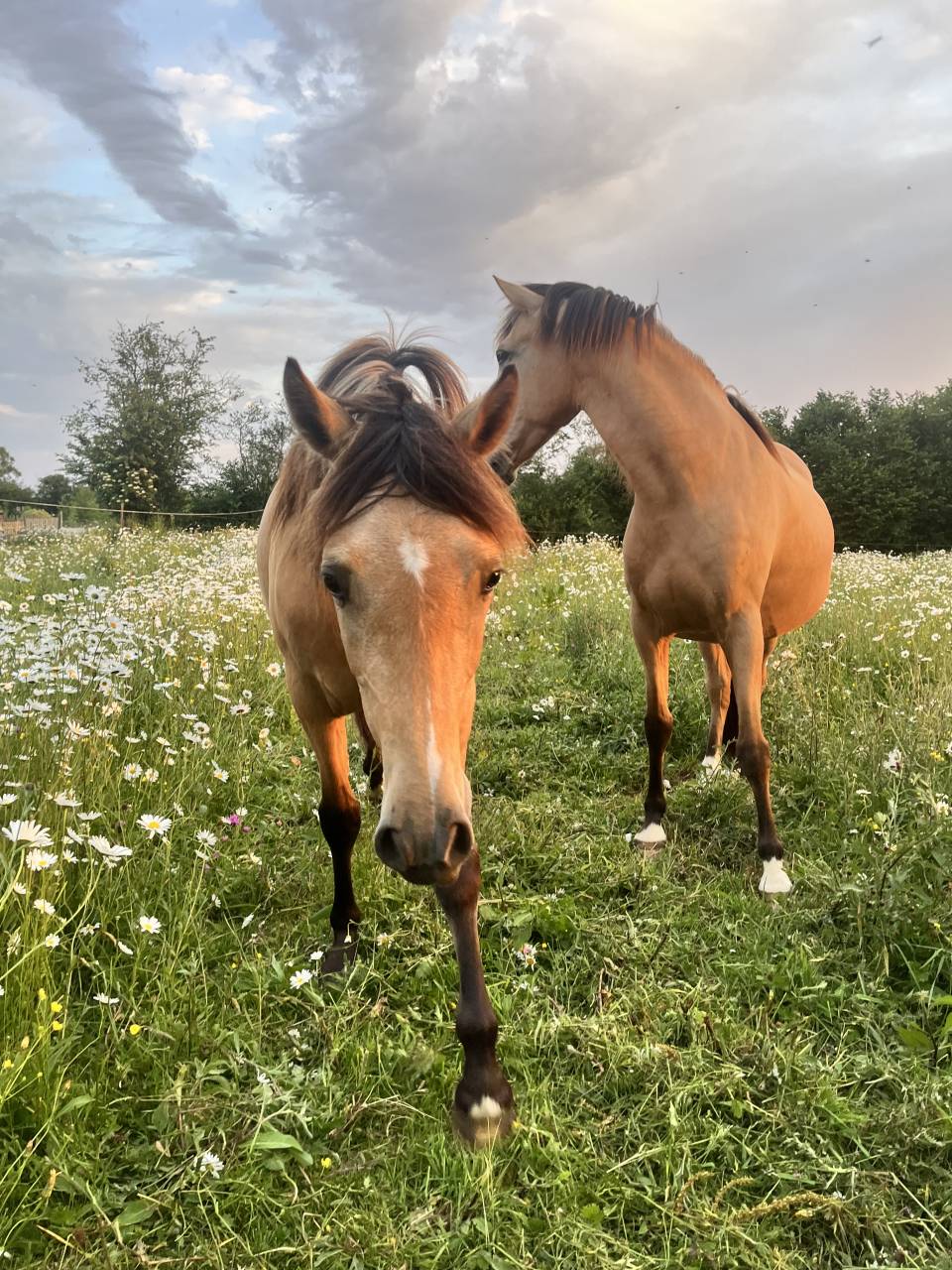 Filly Welsh Part Bred For sale 2024 Buckskin