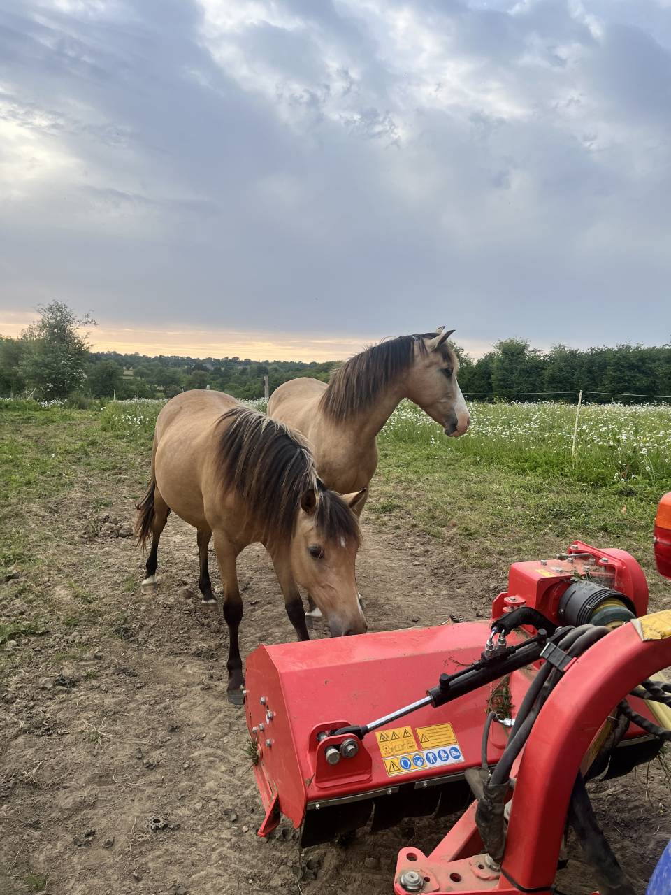 Filly Welsh Part Bred For sale 2024 Buckskin
