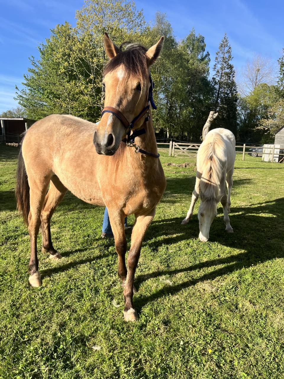 Filly Welsh Part Bred For sale 2024 Buckskin
