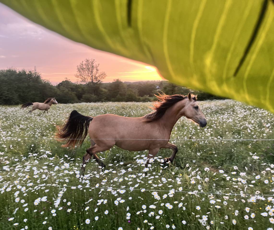 Filly Welsh Part Bred For sale 2024 Buckskin