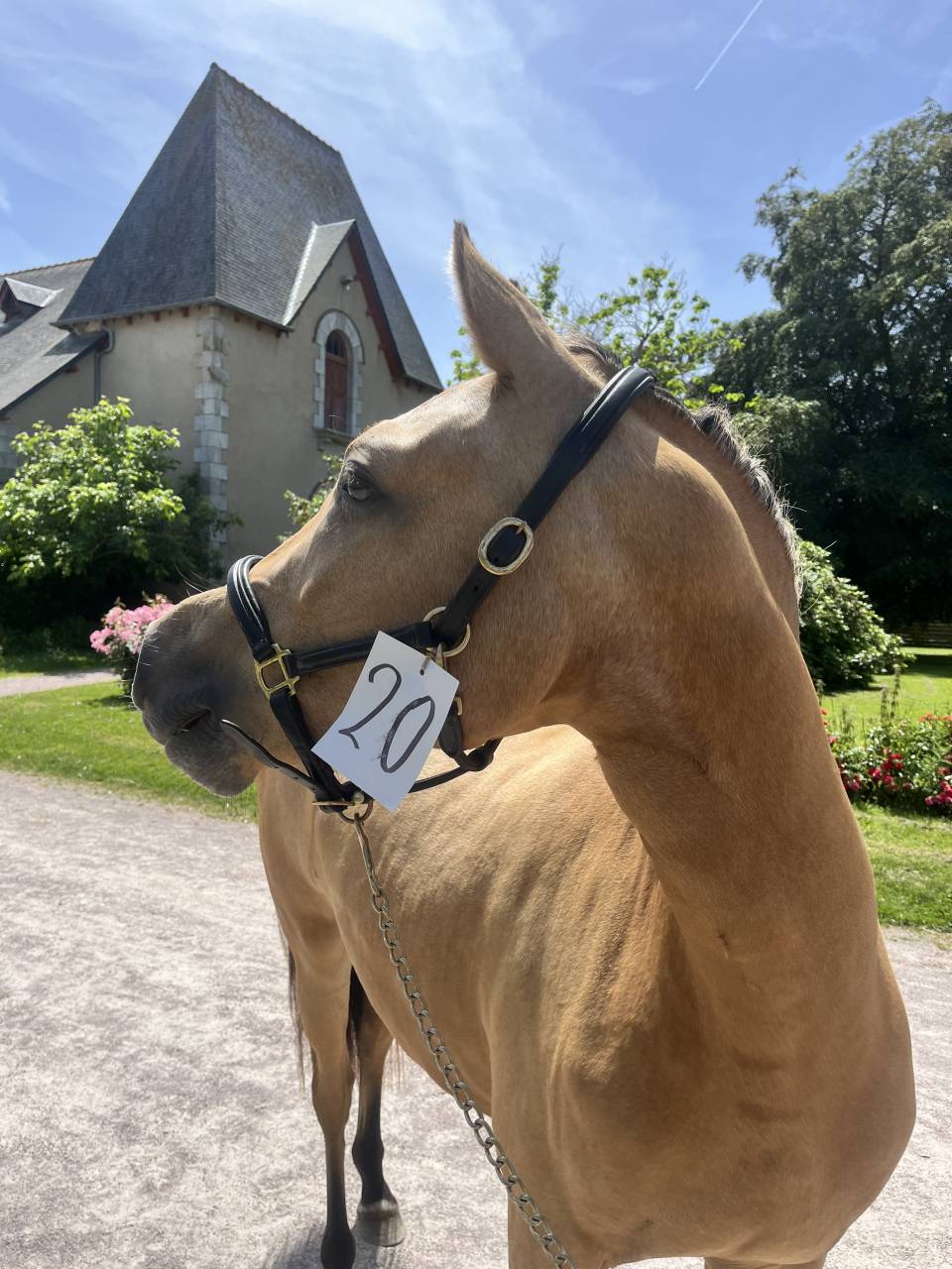 Filly Welsh Part Bred For sale 2024 Buckskin
