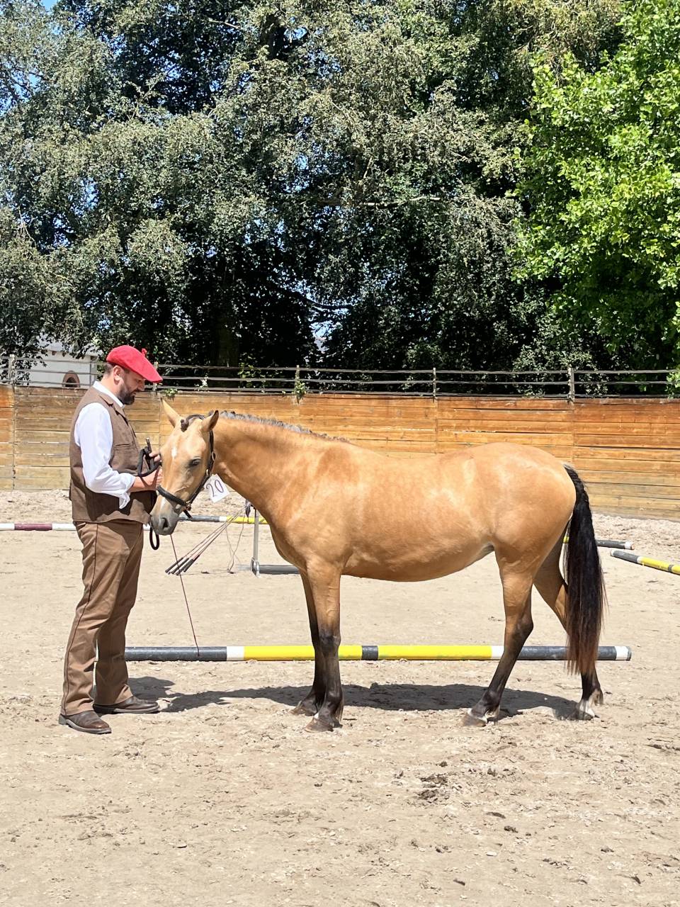 Filly Welsh Part Bred For sale 2024 Buckskin