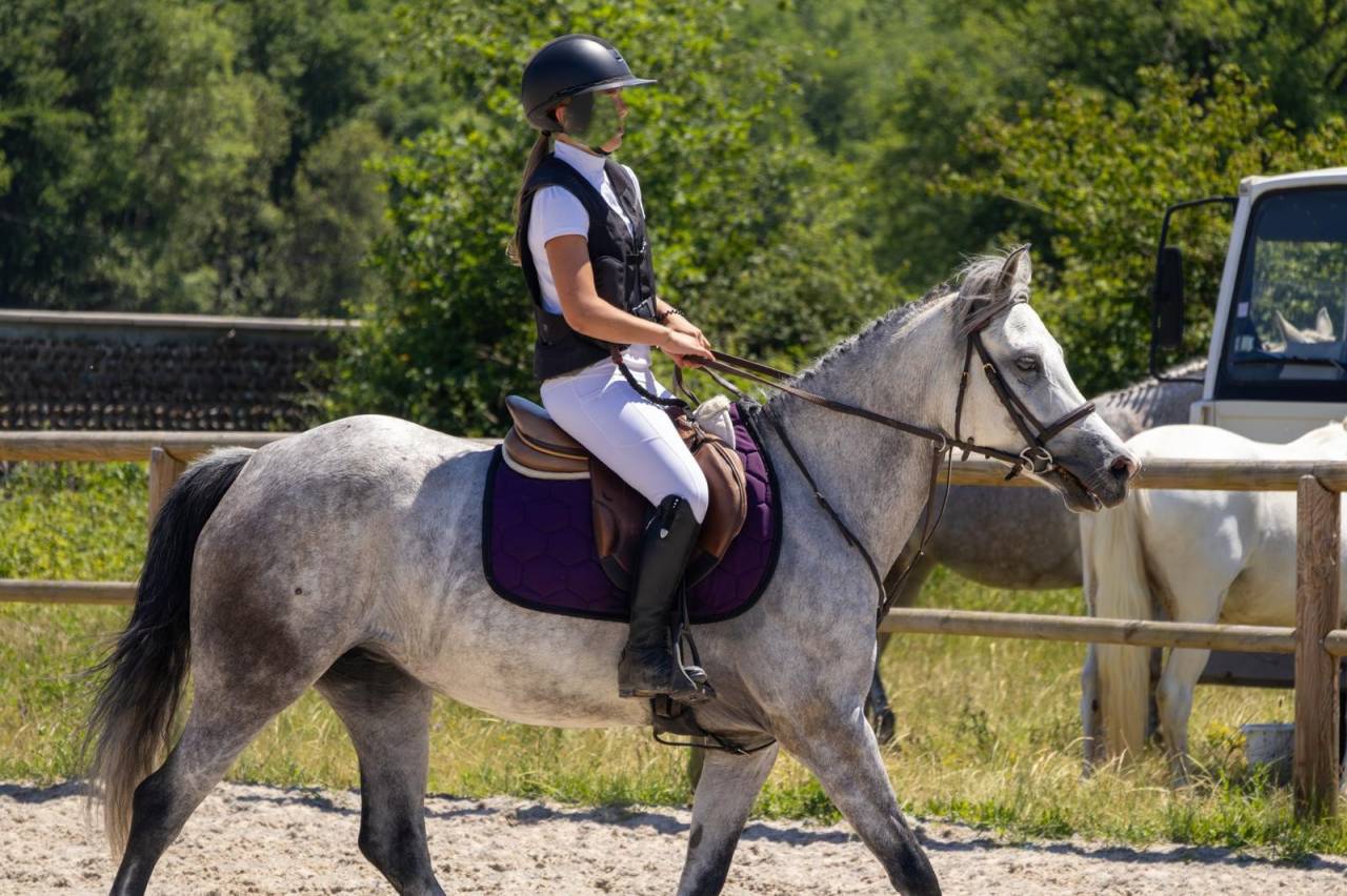 Mare Origin Recorded For sale 2019 Grey