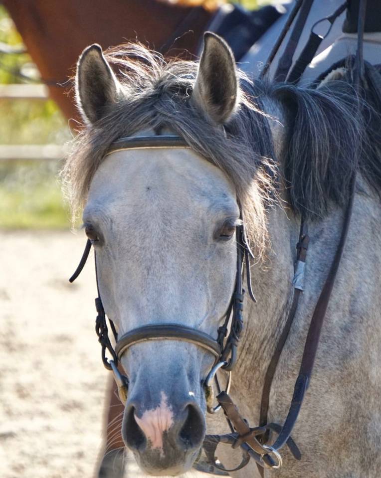 Mare Origin Recorded For sale 2019 Grey