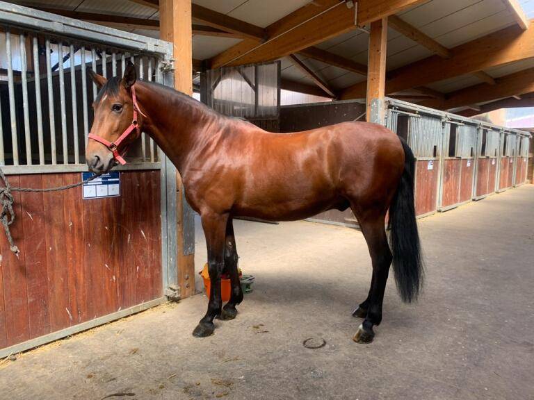 Gelding Lusitano For sale 2019 Dark Bay