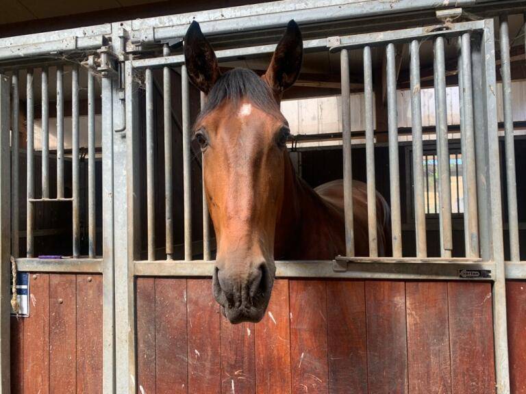 Gelding Lusitano For sale 2019 Dark Bay