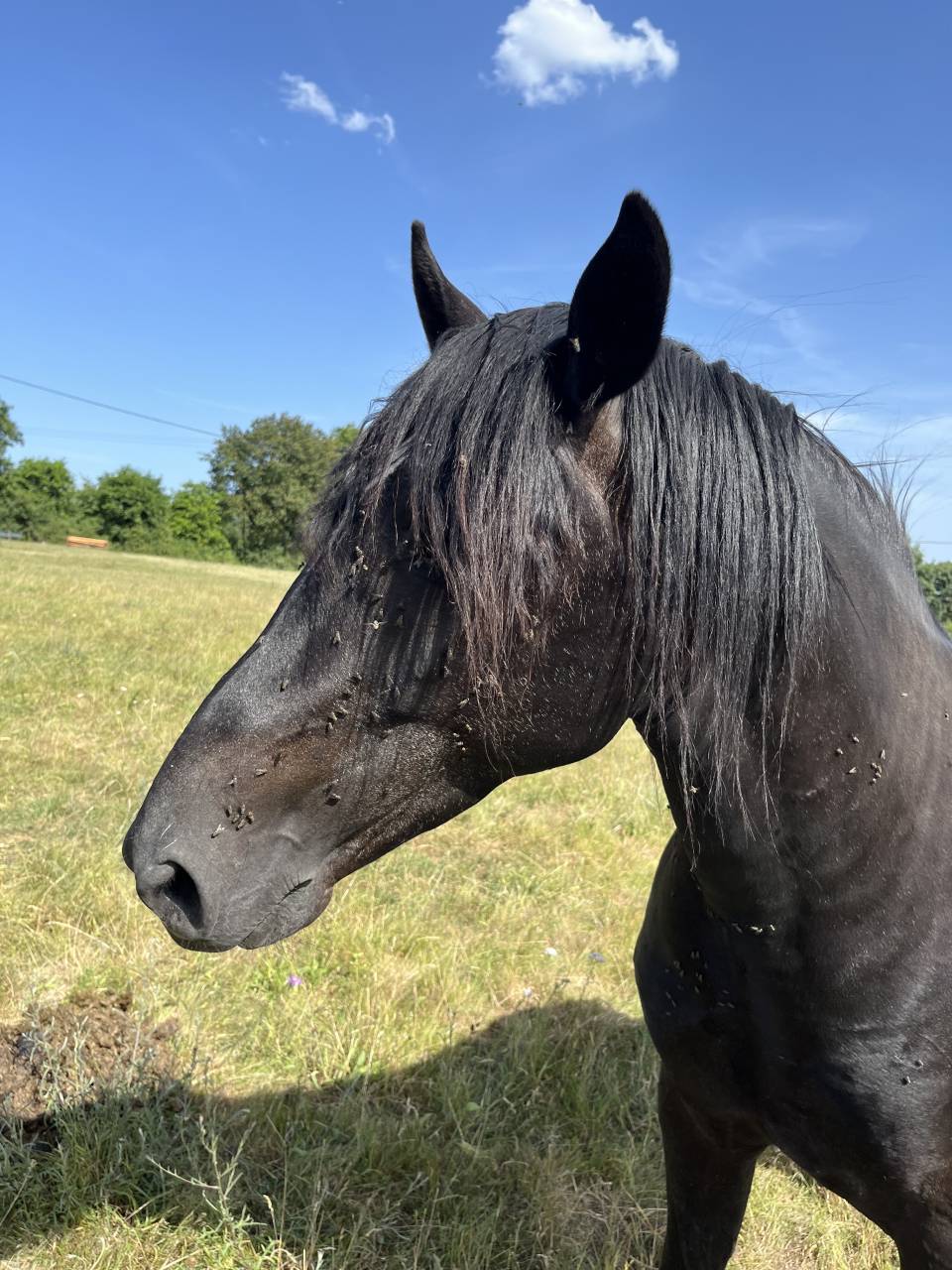 Entire Lusitano For sale 2023 Black