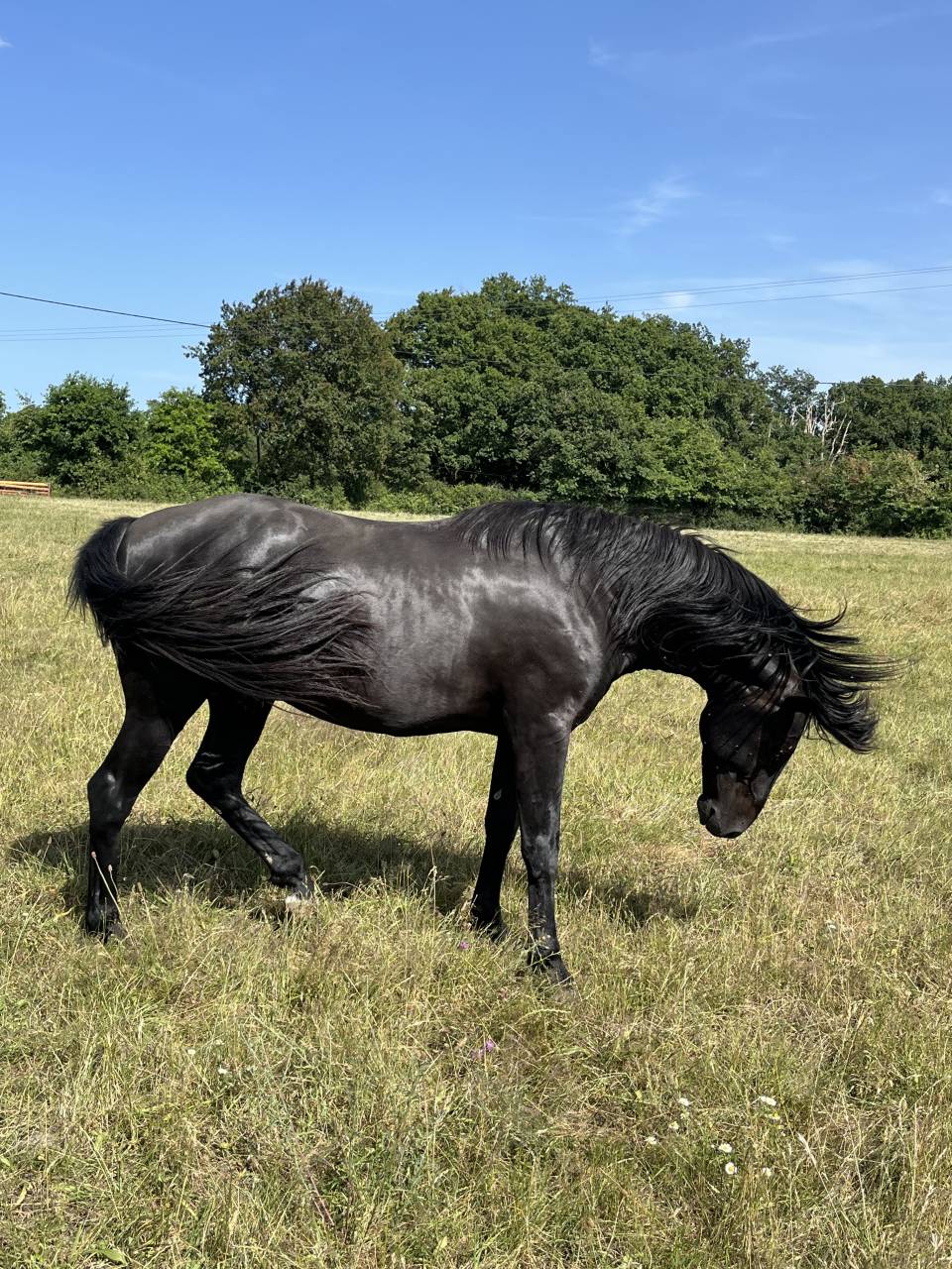 Entire Lusitano For sale 2023 Black