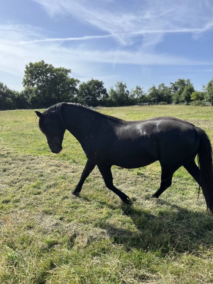 Entire Lusitano For sale 2023 Black