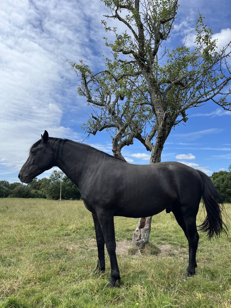 Entire Lusitano For sale 2023 Black