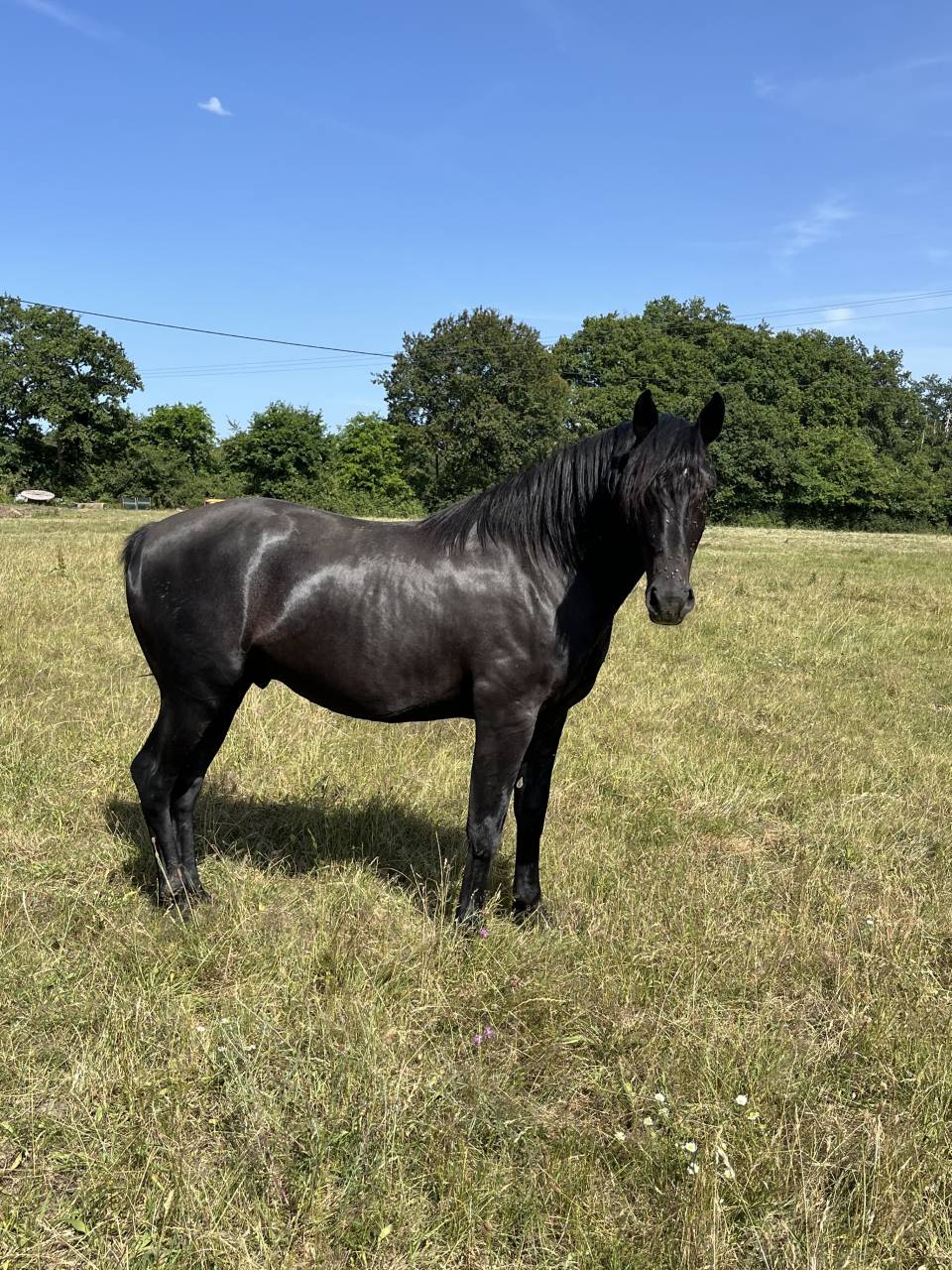 Entire Lusitano For sale 2023 Black