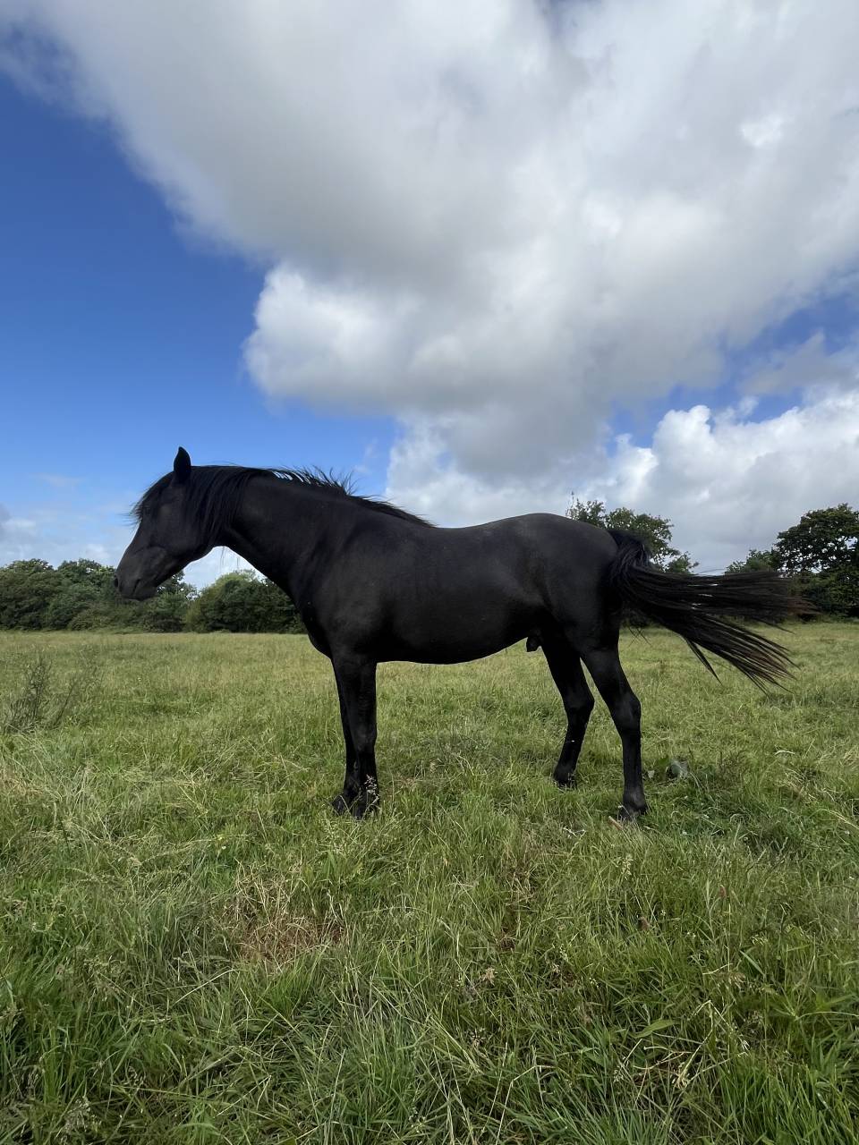 Entire Lusitano For sale 2023 Black