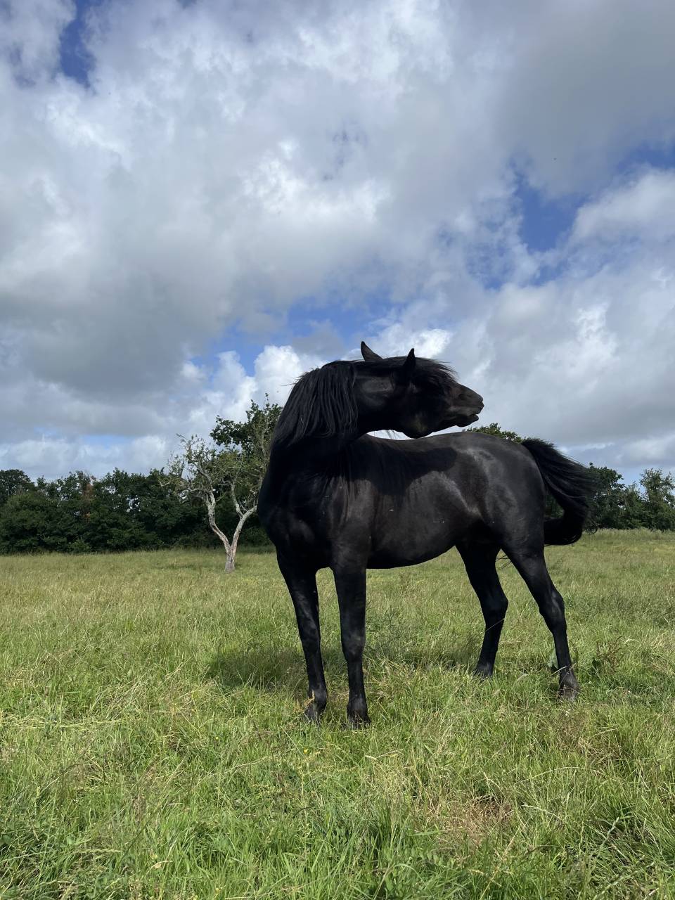 Entire Lusitano For sale 2023 Black