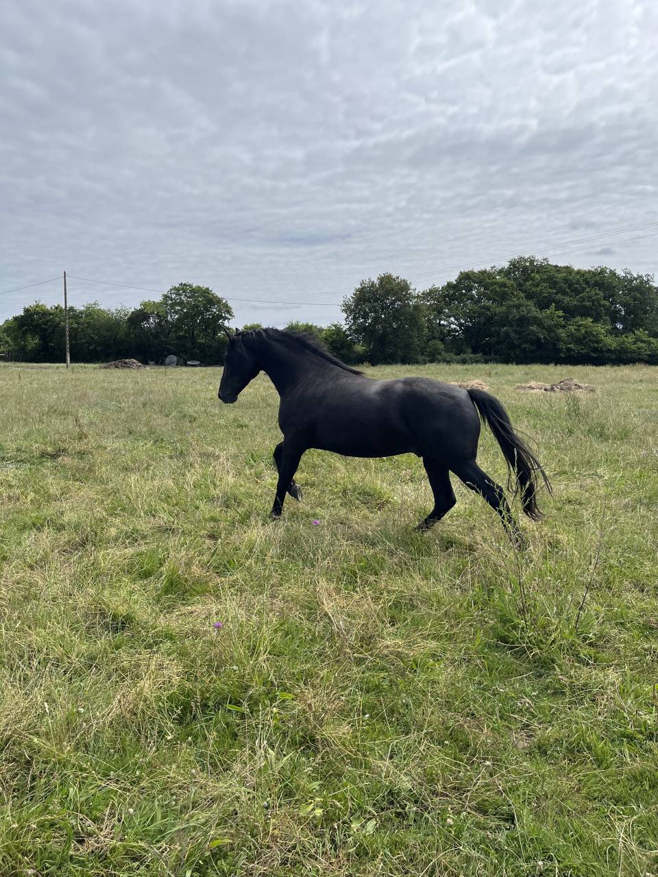 Entire Lusitano For sale 2023 Black