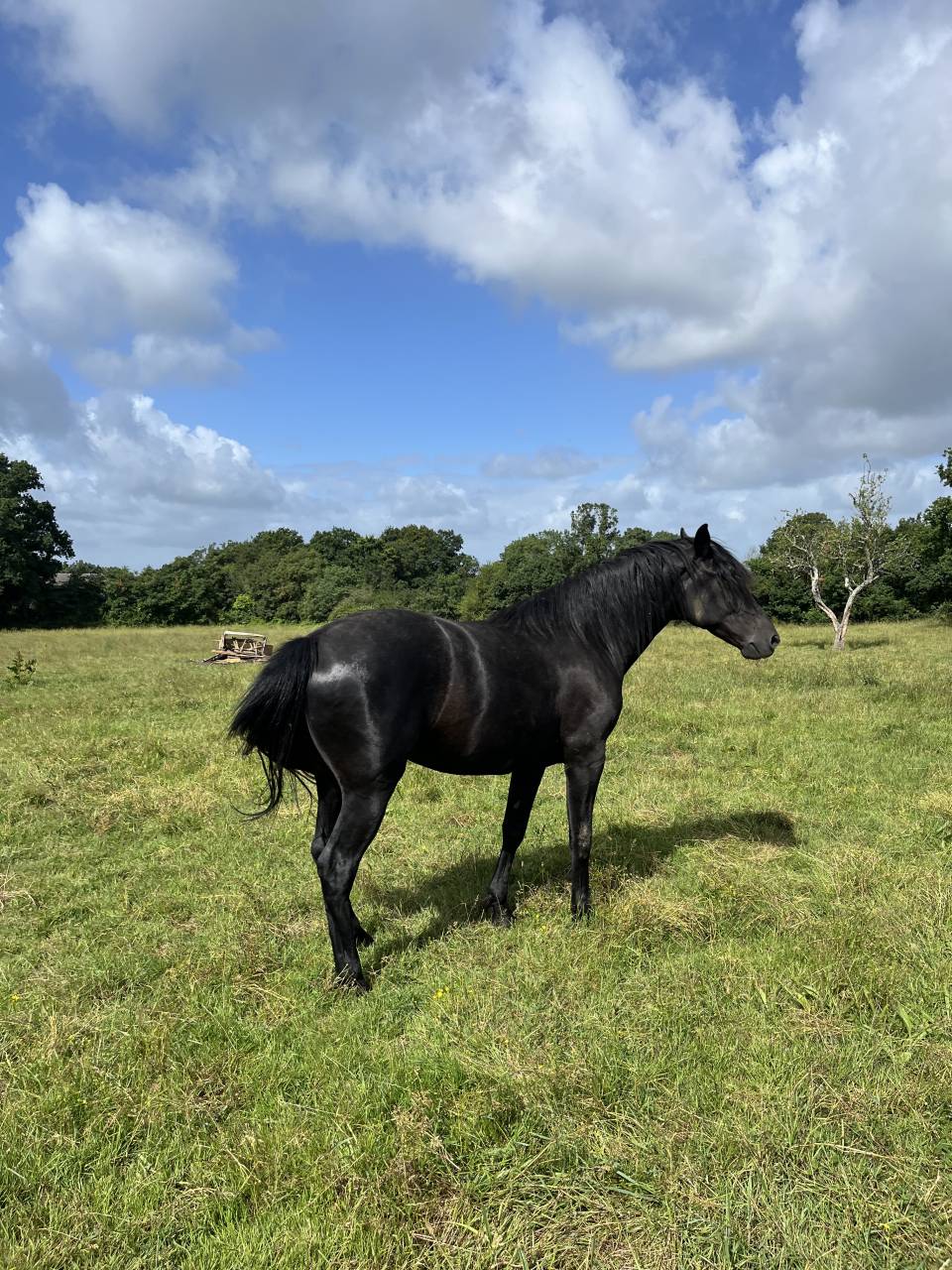 Entire Lusitano For sale 2023 Black