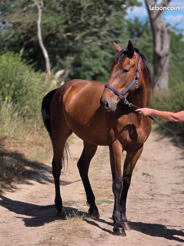 Mare French Trotter For sale 2023 Bay