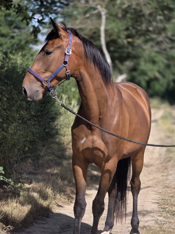 Mare French Trotter For sale 2023 Bay