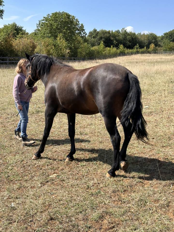 Broodmare Lusitano For sale 2021 Buckskin