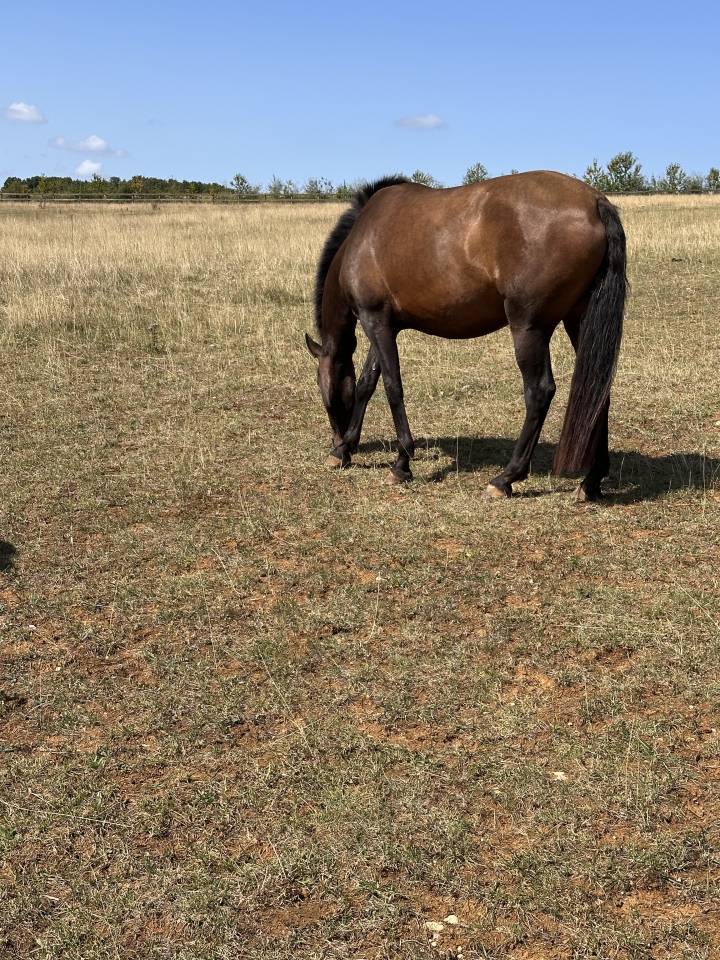 Broodmare Lusitano For sale 2021 Buckskin