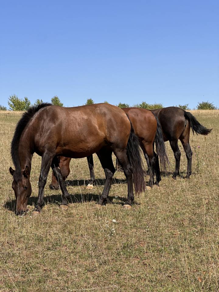 Broodmare Lusitano For sale 2021 Buckskin