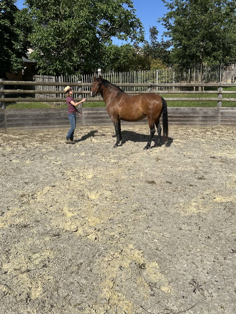 Broodmare Lusitano For sale 2021 Buckskin