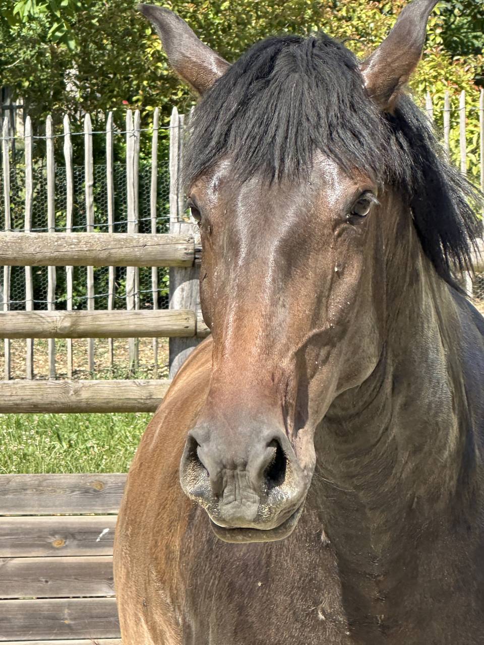 Broodmare Lusitano For sale 2021 Buckskin