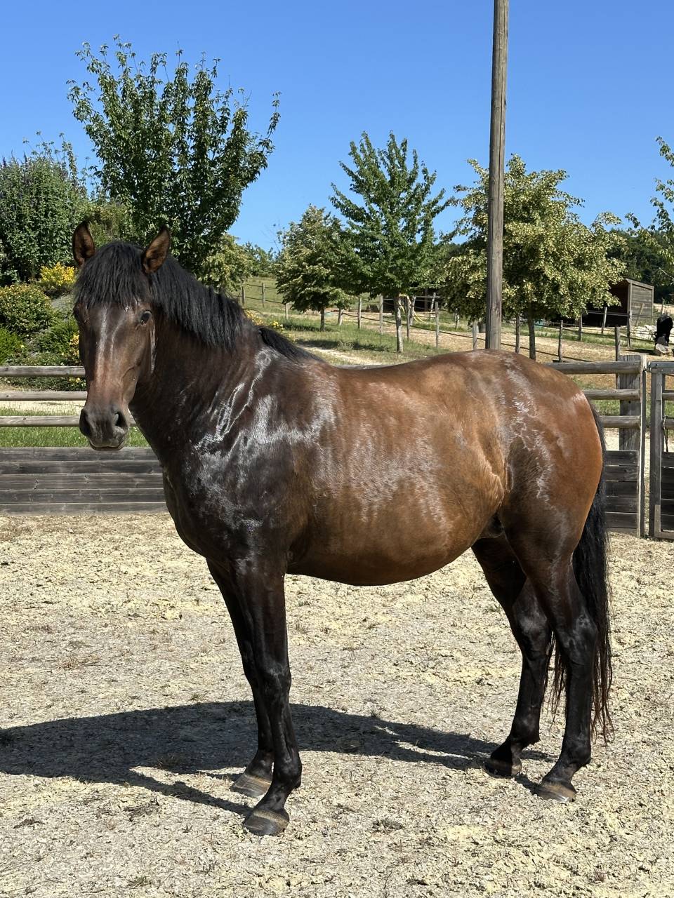 Broodmare Lusitano For sale 2021 Buckskin
