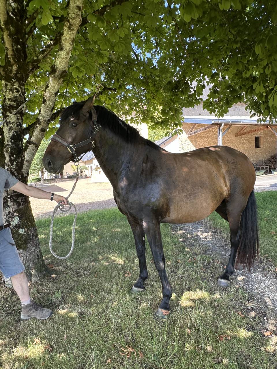 Broodmare Lusitano For sale 2021 Buckskin
