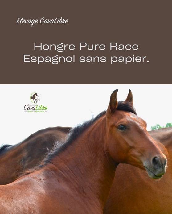 Gelding PRE Pure Spanish Bred For sale 2023 Bay