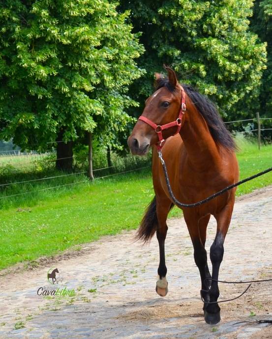 Gelding PRE Pure Spanish Bred For sale 2023 Bay