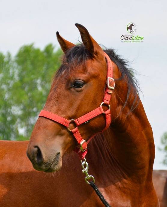 Gelding PRE Pure Spanish Bred For sale 2023 Bay