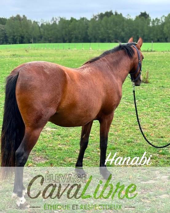 Gelding PRE Pure Spanish Bred For sale 2023 Bay
