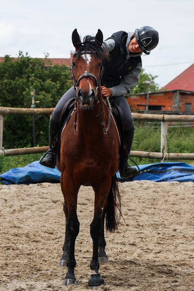 Gelding Thoroughbred For sale 2021 Bay