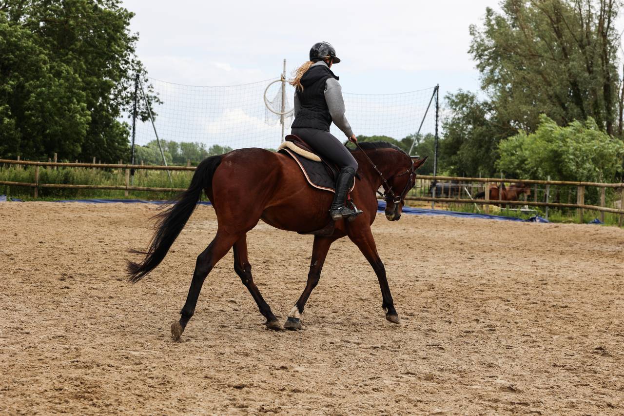 Gelding Thoroughbred For sale 2021 Bay