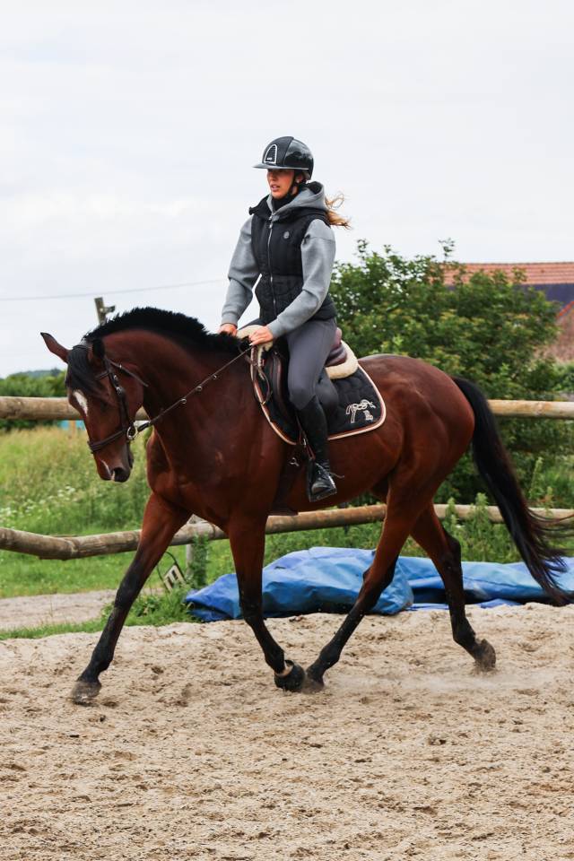 Gelding Thoroughbred For sale 2021 Bay