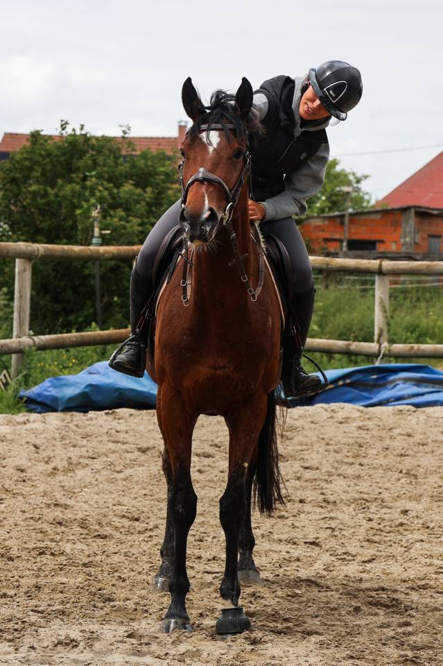 Gelding Thoroughbred For sale 2021 Bay