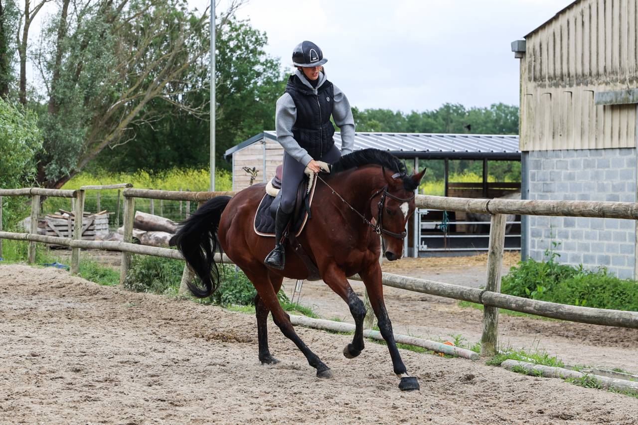 Gelding Thoroughbred For sale 2021 Bay