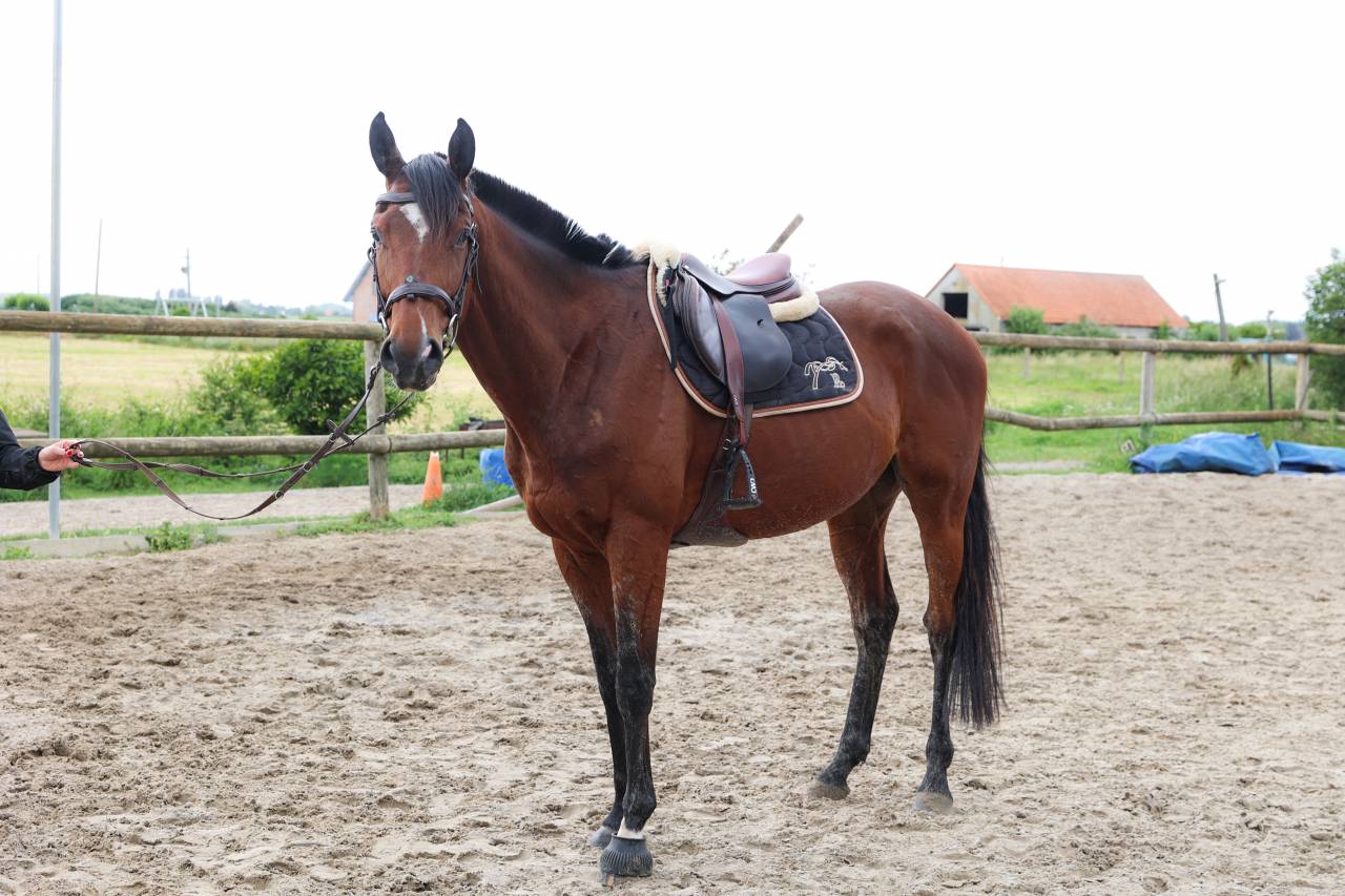 Gelding Thoroughbred For sale 2021 Bay
